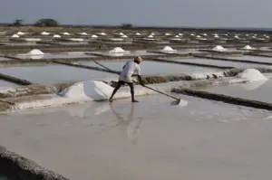 Salt worker managing evaporation pans at Marakkanam salt fields in Tamil Nadu, where seawater is processed into salt.