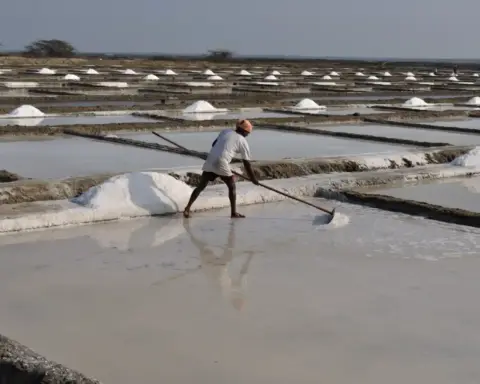 Salt worker managing evaporation pans at Marakkanam salt fields in Tamil Nadu, where seawater is processed into salt.