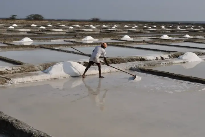 Salt worker managing evaporation pans at Marakkanam salt fields in Tamil Nadu, where seawater is processed into salt.