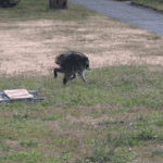 Jimothy the Raccoon: Seattle’s Short-Spine Trash Panda Hits 7 Million Views