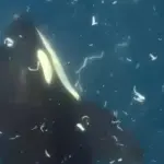 Orcas Filmed Exploding a 4,400-Pound Sunfish in Never-Before-Seen Coordinated Strike, Study Finds