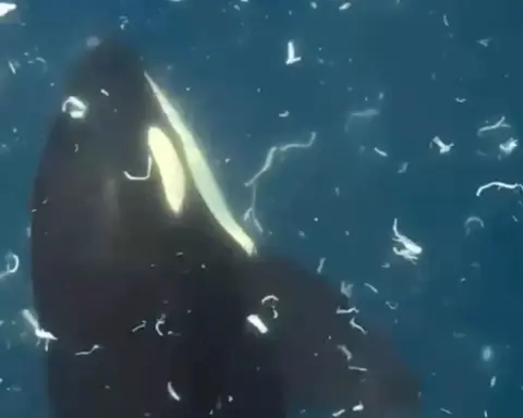 Sharptail sunfish fragmenting in water during coordinated orca ram-to-fragment behavior documented in Gulf of California — pieces dispersing through water column after high-speed strike