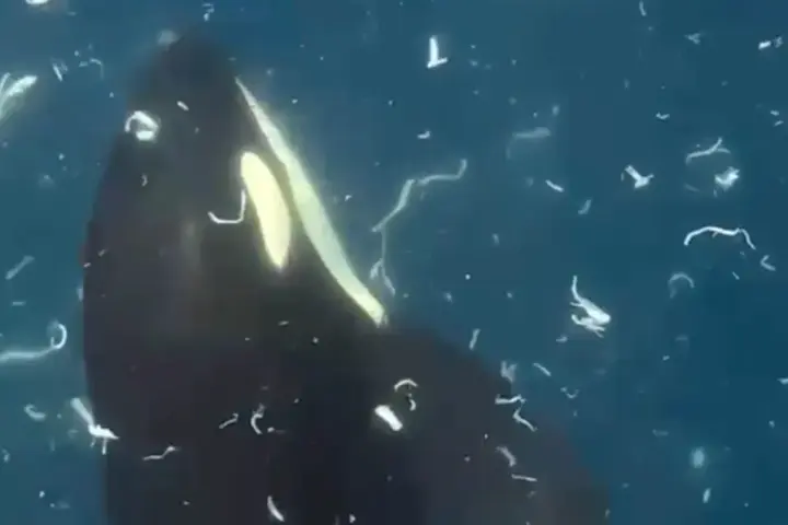 Sharptail sunfish fragmenting in water during coordinated orca ram-to-fragment behavior documented in Gulf of California — pieces dispersing through water column after high-speed strike