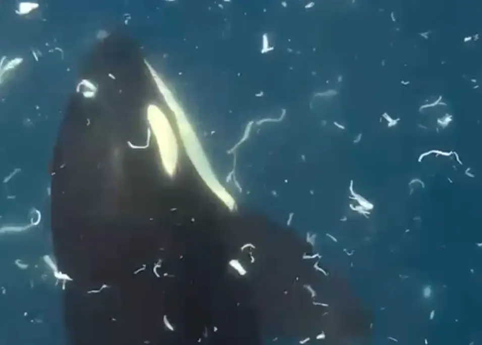 Orcas Filmed Exploding a 4,400-Pound Sunfish in Never-Before-Seen Coordinated Strike, Study Finds