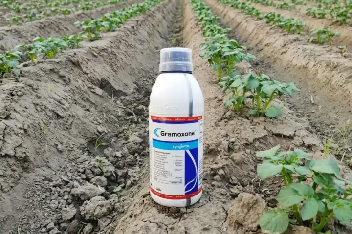 Syngenta Gramoxone 1-litre paraquat herbicide bottle standing between irrigated crop furrows in a farm field, representing the phase-out of paraquat sales in Australia by May 2027