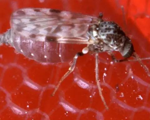 Close-up of a biting midge, a vector of sandfly-borne diseases.