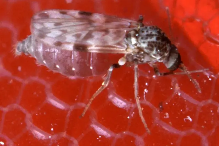 Close-up of a biting midge, a vector of sandfly-borne diseases.