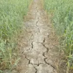 UK Harvest Crisis 2026: Drought and Record Heat Devastate British Crop Yields