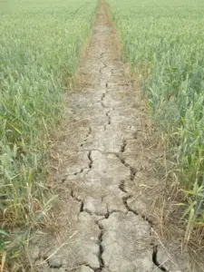 Cracked dry footpath running through a wheat field with browning crop at the base of the stalks.