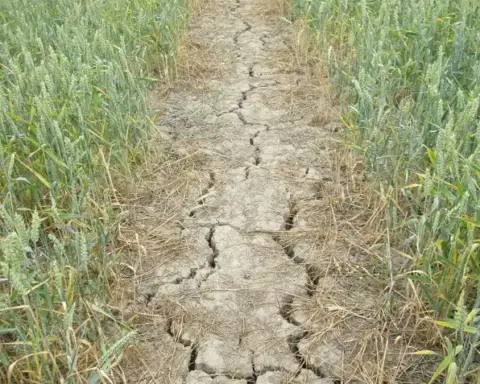 Cracked dry footpath running through a wheat field with browning crop at the base of the stalks.