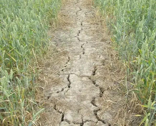 Cracked dry footpath running through a wheat field with browning crop at the base of the stalks.