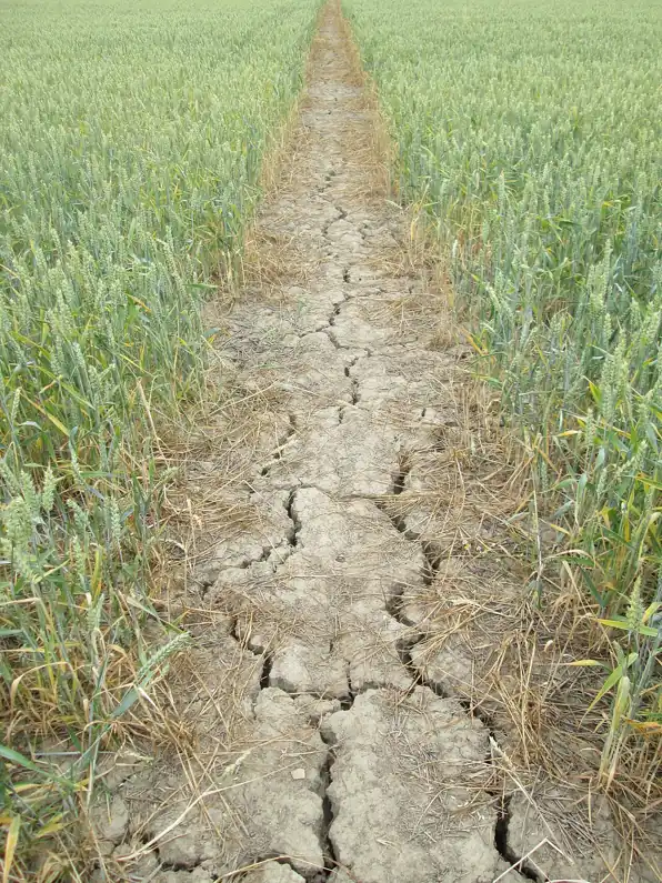 Cracked dry footpath running through a wheat field with browning crop at the base of the stalks.