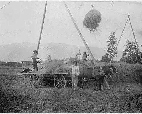 Farmer stacking hay in a field.