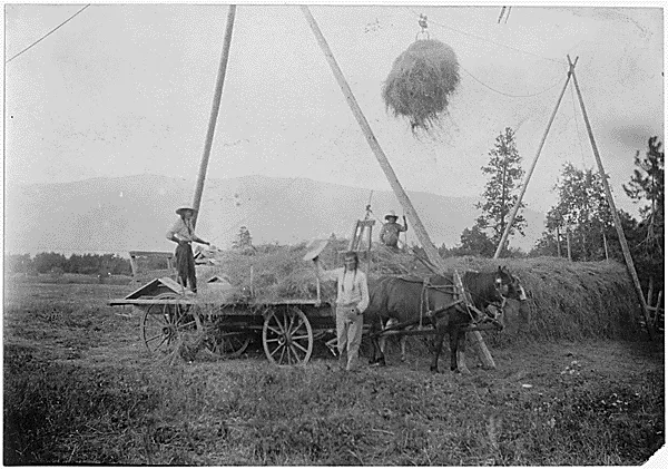 Farmer stacking hay in a field.
