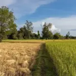 Rice Farming Sterile Tillers: Control Methods Boost Yields 15-20%—ICAR Recommendations