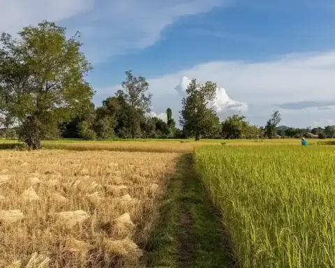 Green and ripening rice fields under cultivation.