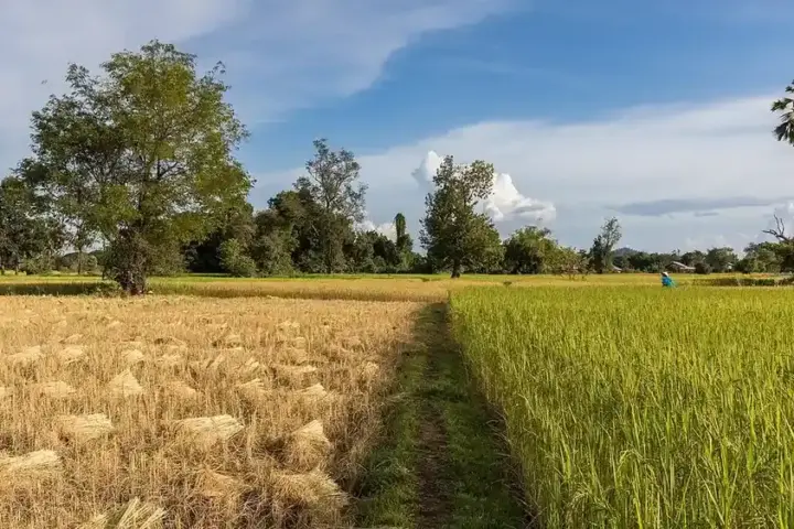 Green and ripening rice fields under cultivation.