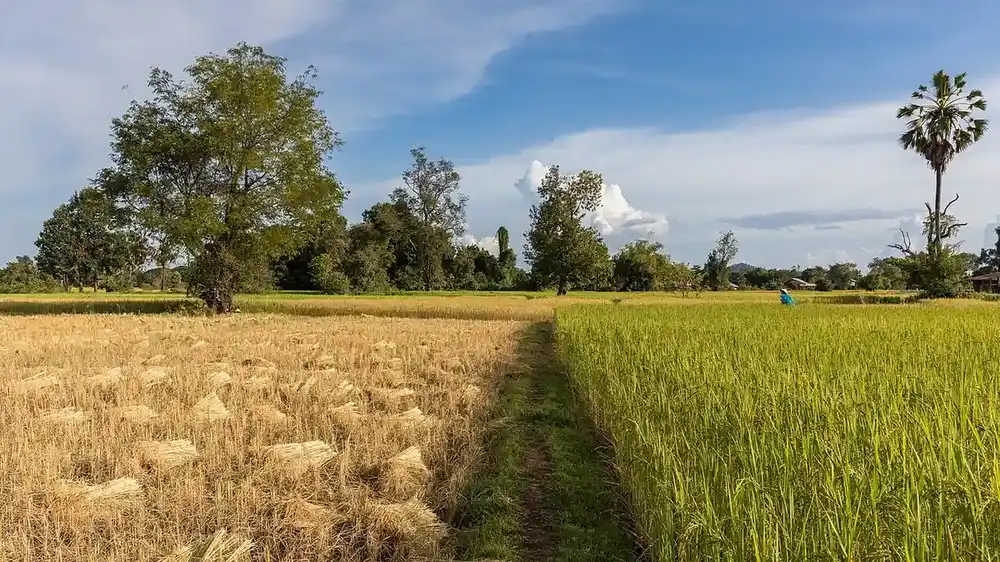 Green and ripening rice fields under cultivation.