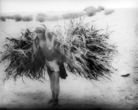 A farmer carrying corn fodder, historical photograph.