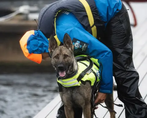 A rescue dog at a shelter.
