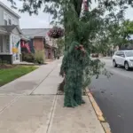 New Jersey Police Catch 74 Distracted Drivers Using Shrub Disguise—NHTSA Data Shows 3,208 Deaths Annually