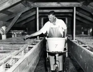 A young mink being fed on a fur farm.