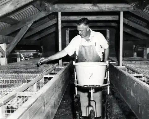 A young mink being fed on a fur farm.