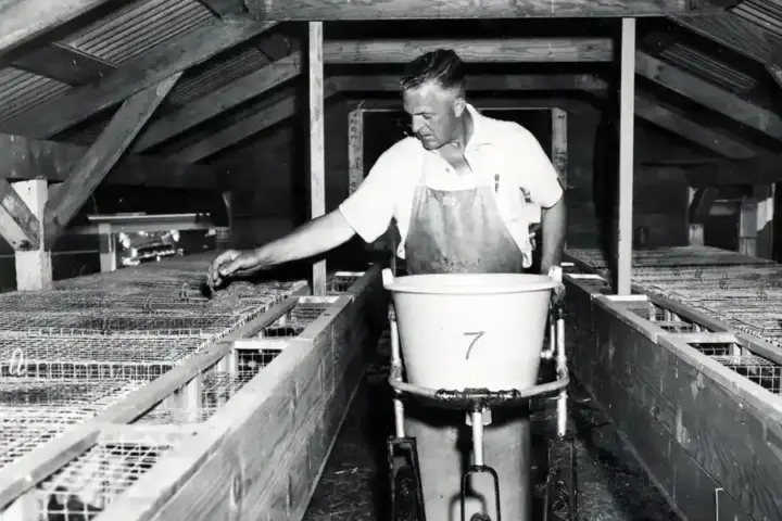 A young mink being fed on a fur farm.