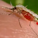 Frankfurt Airport malaria outbreak: 2 dead after suspected mosquito transmission
