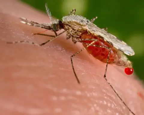 Anopheles mosquito, the insect that transmits malaria to humans
