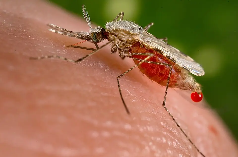 Frankfurt Airport malaria outbreak: 2 dead after suspected mosquito transmission