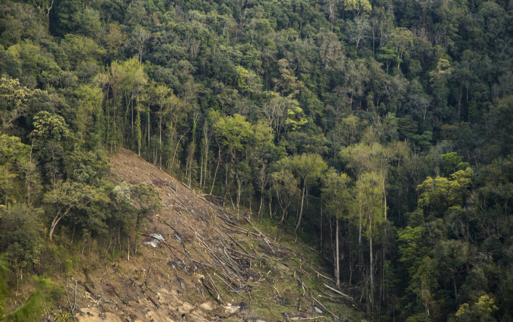 India Approves Clearing 215,000 Hectares of Forest—But 62% Gets Cleared
