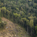India Approves Clearing 215,000 Hectares of Forest—But 62% Gets Cleared