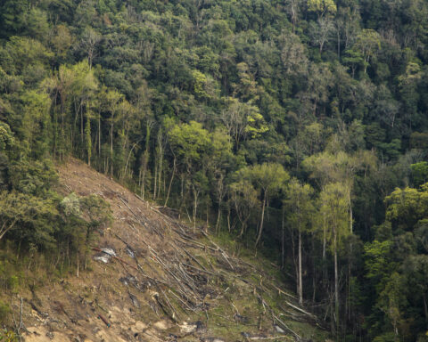 Workers felling an evergreen forest tree in Arunachal Pradesh, India, as part of land diversion.