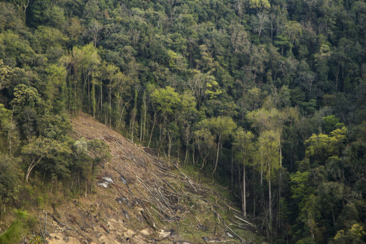 Workers felling an evergreen forest tree in Arunachal Pradesh, India, as part of land diversion.