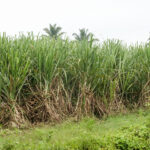 India Halts Ethanol Push to Salvage Sugar at Record Prices