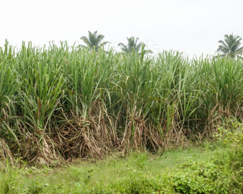 A ripe sugarcane field in Srirangapatna, Karnataka, India, ready for harvest.