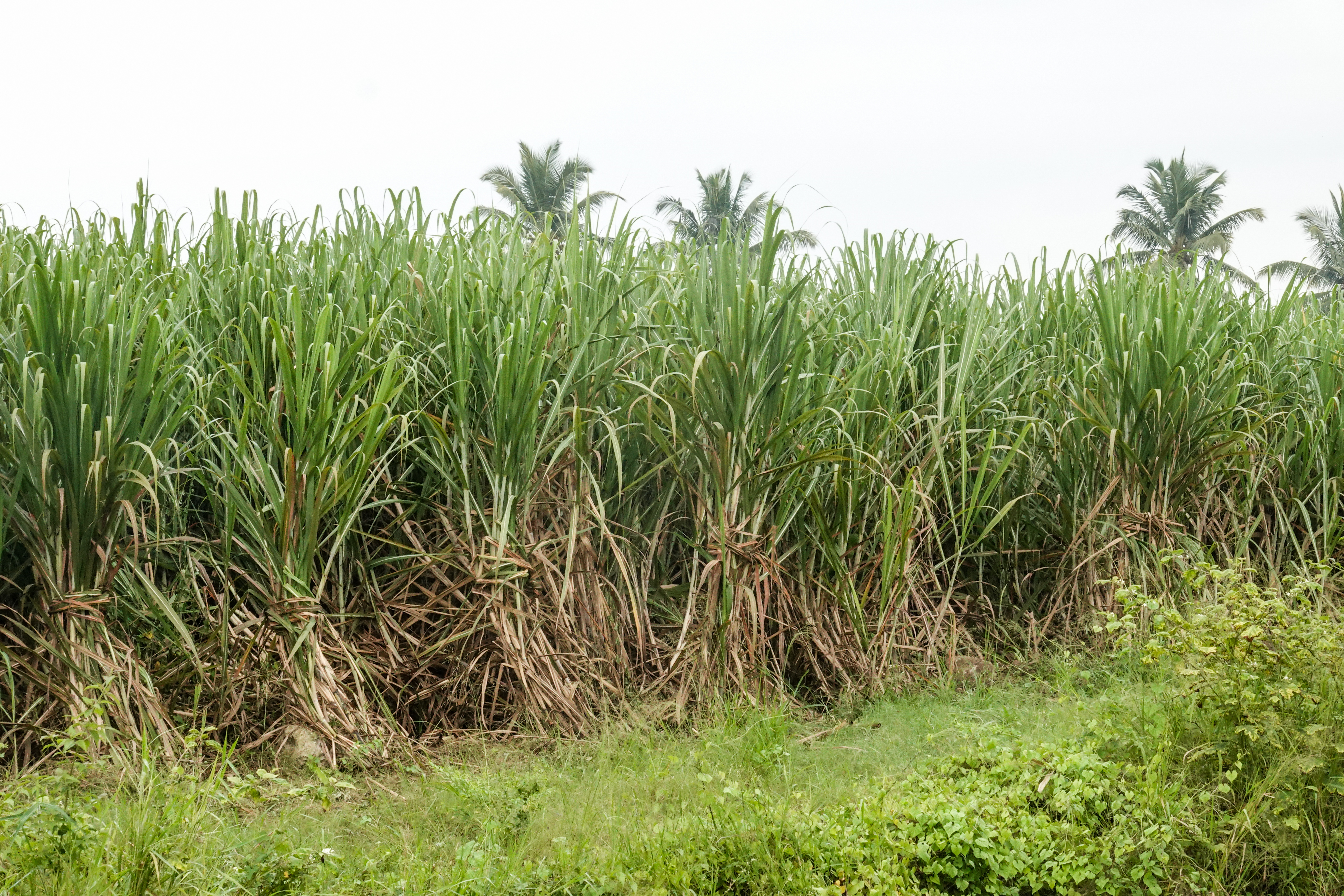 India Halts Its Own Ethanol Push to Salvage Sugar at Record Prices
