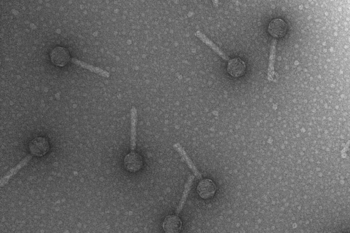 Transmission electron micrograph of bacteriophage P2