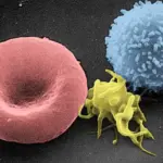 Rising CO2 Is Quietly Rewriting Human Blood Chemistry, NHANES Data Show