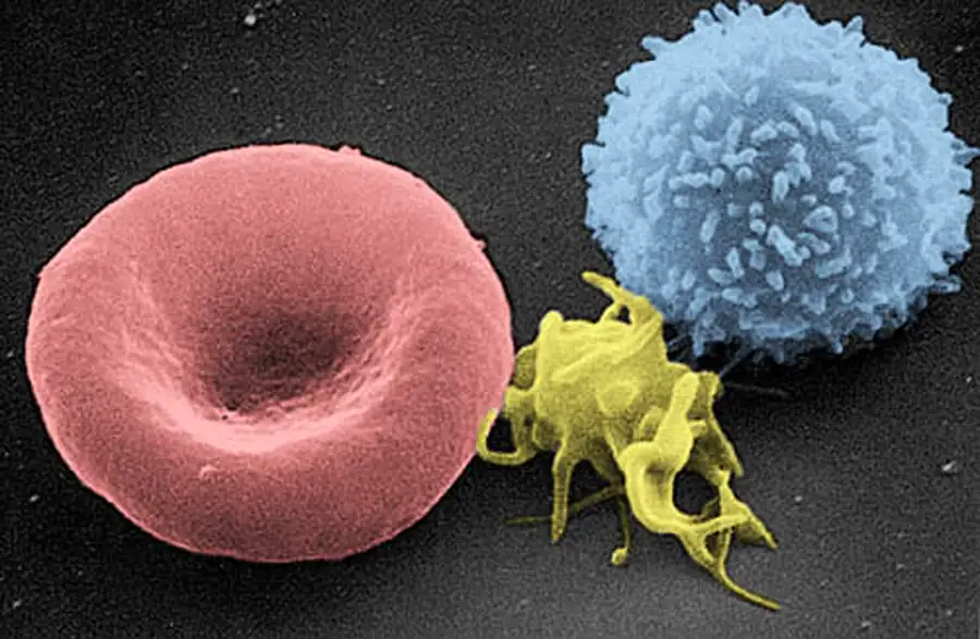 Rising CO2 Is Quietly Rewriting Human Blood Chemistry, NHANES Data Show