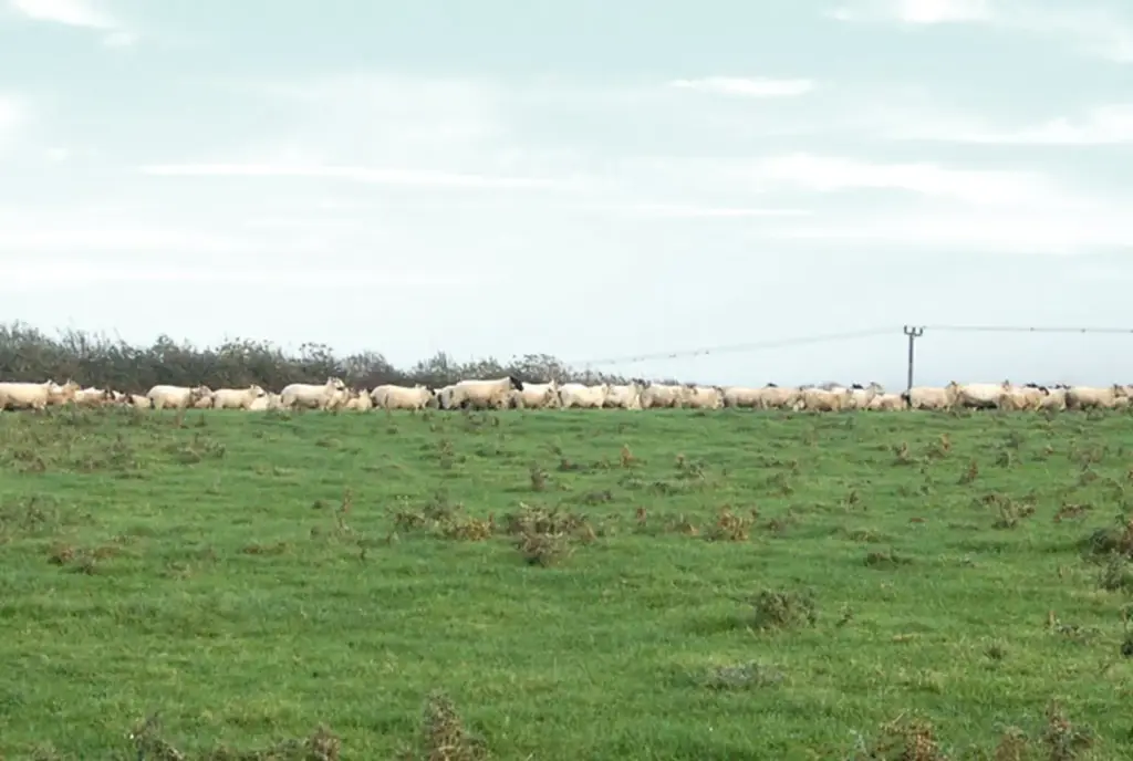 A flock of sheep resting in a green field beside a hedgerow on a British farm.