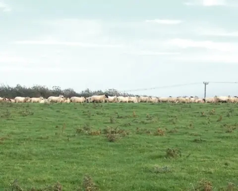A flock of sheep resting in a green field beside a hedgerow on a British farm.