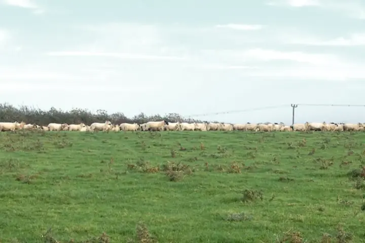 A flock of sheep resting in a green field beside a hedgerow on a British farm.