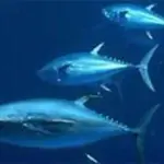 Bluefin Tuna Return to English Fishing Town After 60 Years