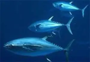 An Atlantic bluefin tuna