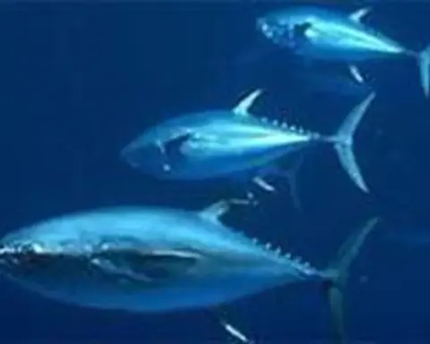 An Atlantic bluefin tuna
