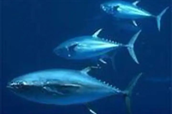 An Atlantic bluefin tuna