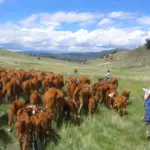 Trump Administration Backs Ranchers’ Right to Process Own Beef Amid Monopoly Concerns