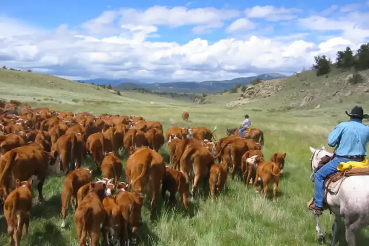 Cowboys on horseback herding a large cattle herd across open mountain rangeland in the United States